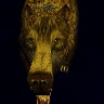 bear.jpg (58292 bytes)